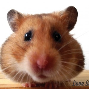 LoveSales - Hamster